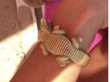 gouden-krokodilarmband